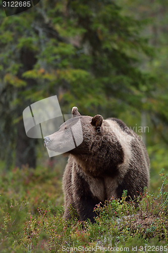 Image of Brown bear with white-collar in the forest