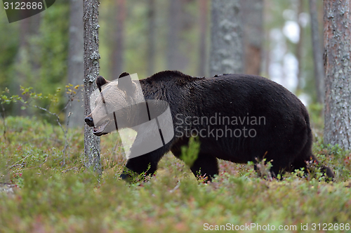 Image of Brown bear walking in the forest