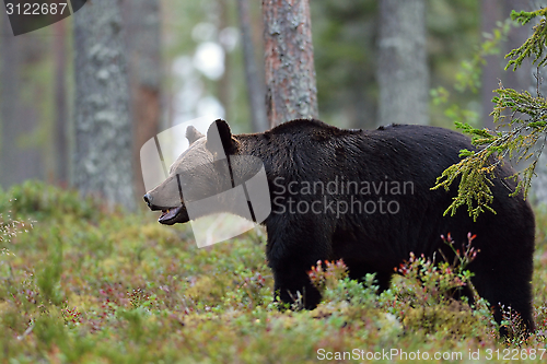 Image of Brown bear in the forest