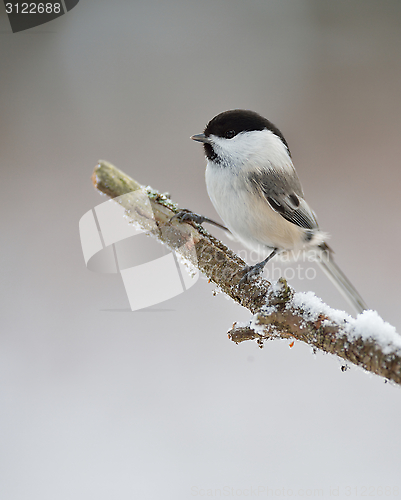 Image of Willow tit on a branch