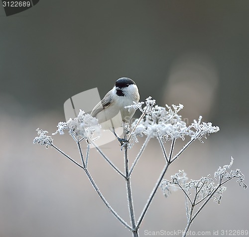 Image of Marsh tit