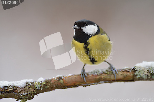 Image of Great tit on a branch