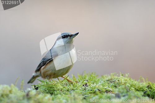 Image of Nuthatch