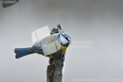 Image of Blue tit on the branch