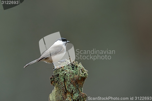 Image of Marsh tit