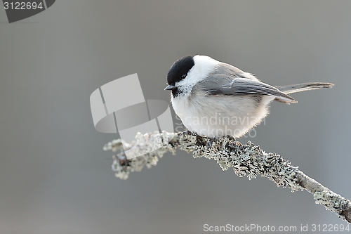 Image of Willow tit