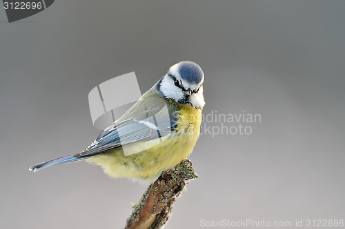 Image of Blue tit