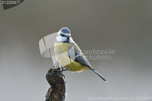 Image of Blue tit