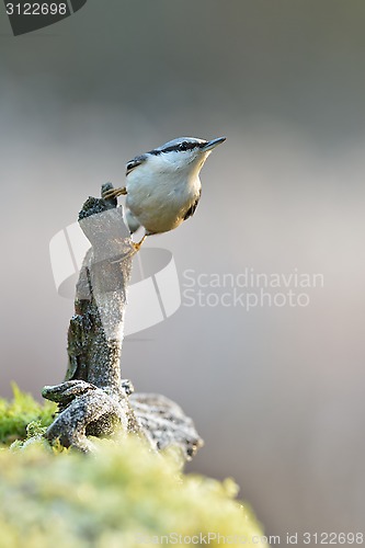 Image of Nuthatch