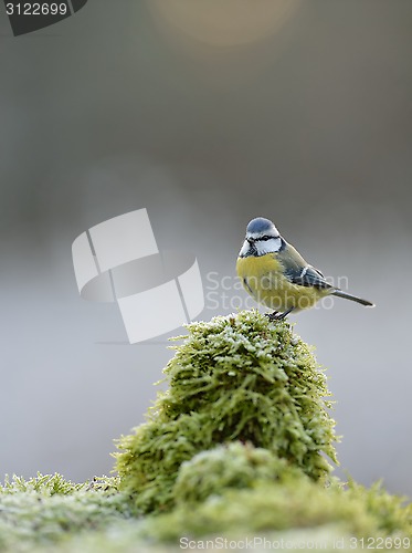 Image of Blue tit