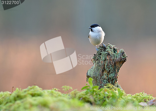 Image of Willow tit on the mossy tree