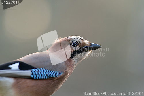 Image of Eurasian Jay portrait