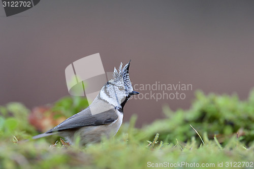 Image of Crested tit on the mossy ground