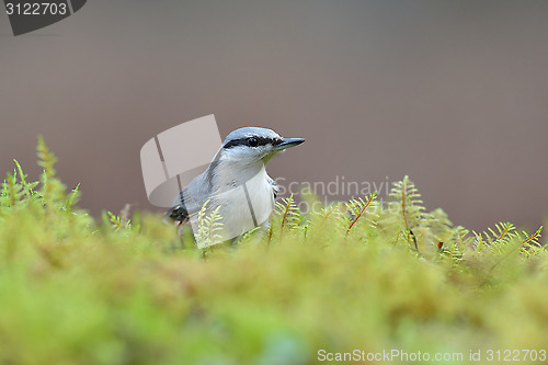 Image of Nuthatch on the mossy ground