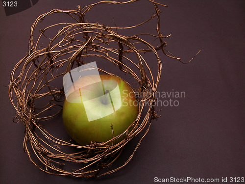Image of apple