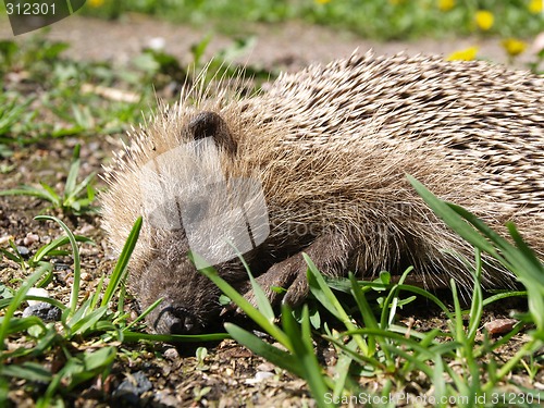 Image of hedgehog