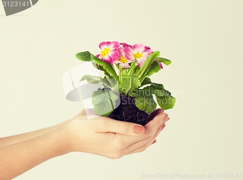 Image of woman's hands holding flower in soil