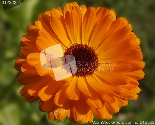 Image of flower