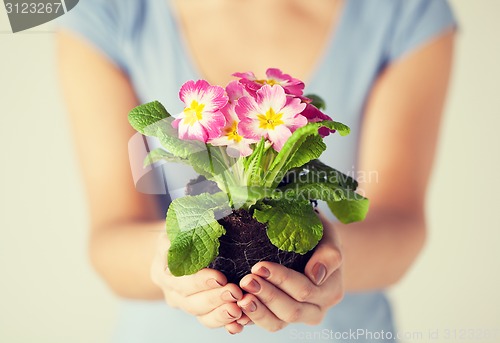 Image of woman's hands holding flower in soil