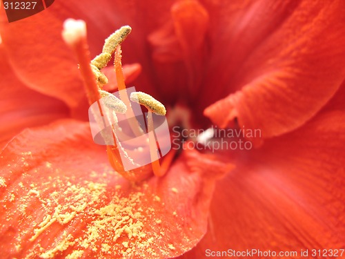 Image of amaryllis belladonna