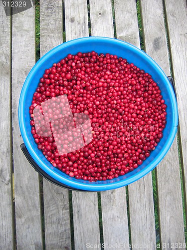 Image of lingonberry