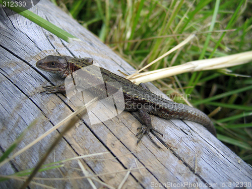 Image of lizard