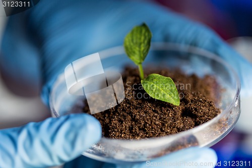 Image of close up of hands with plant and soil in lab