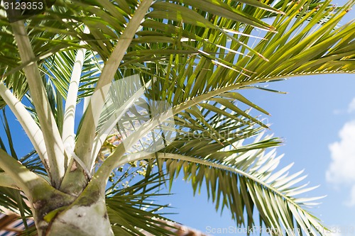 Image of palm tree over blue sky with white clouds