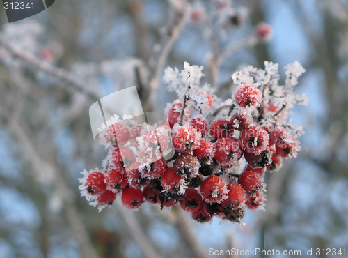 Image of rowanberry