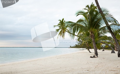 Image of tropical beach with palm trees