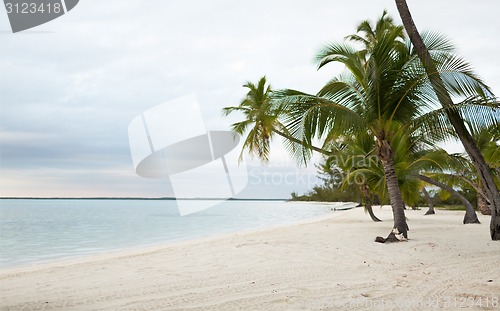 Image of tropical beach with palm trees