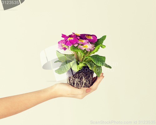 Image of woman's hands holding flower in soil