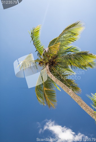 Image of palm tree over blue sky with white clouds