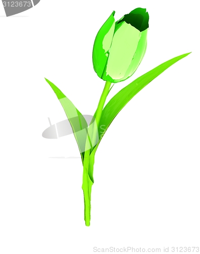 Image of Tulip flower