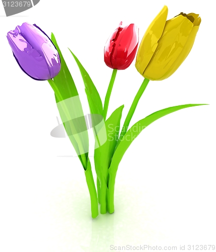 Image of Tulip flower
