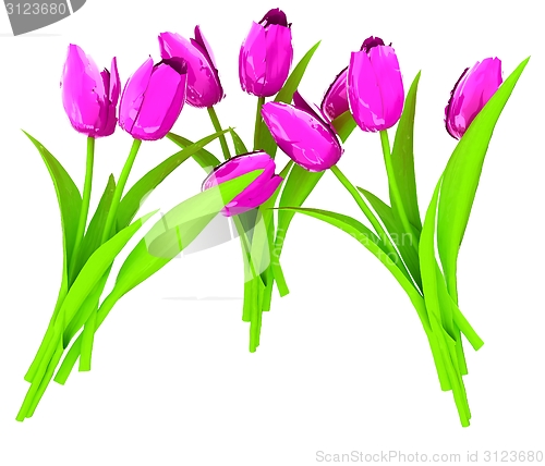 Image of Tulip flower