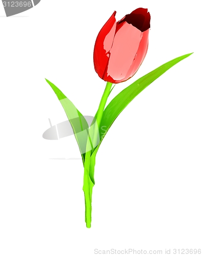 Image of Tulip flower