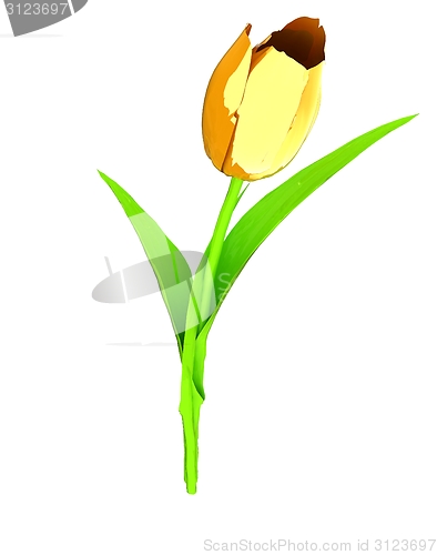 Image of Tulip flower
