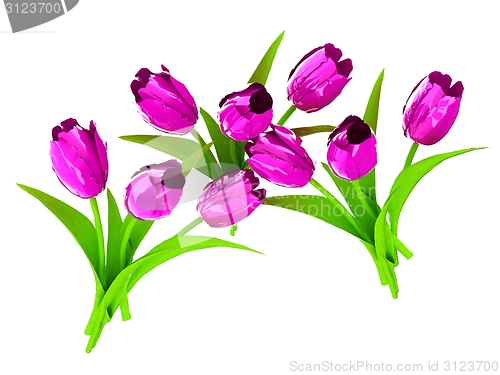 Image of Tulip flower