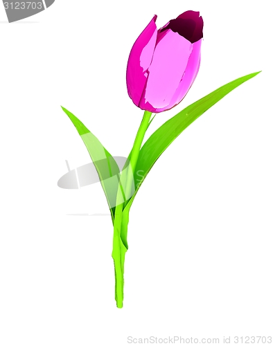 Image of Tulip flower