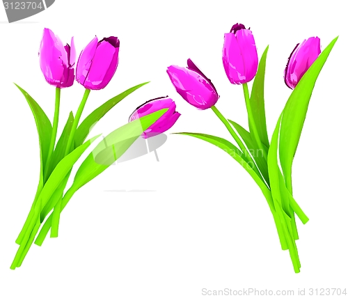 Image of Tulip flower