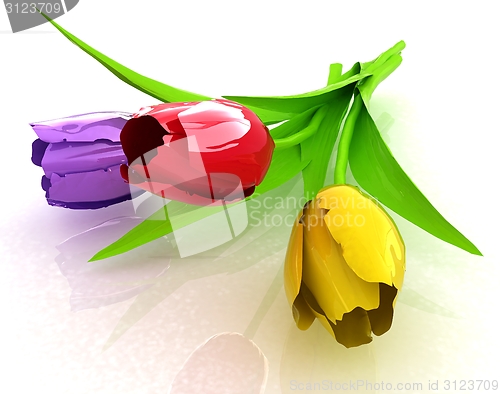 Image of Tulip flower