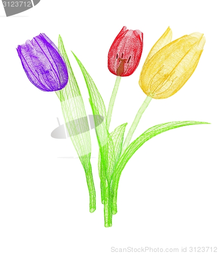 Image of Tulip flower