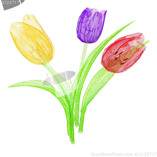 Image of Tulip flower