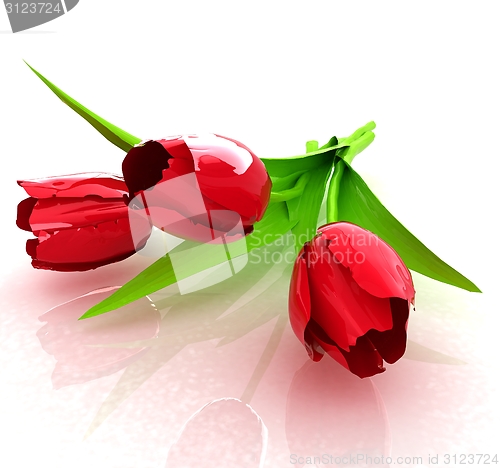 Image of Tulip flower