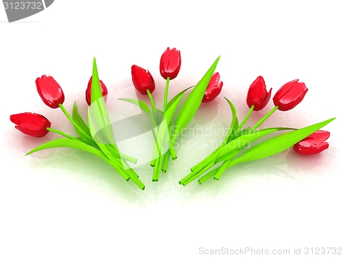 Image of Tulip flower