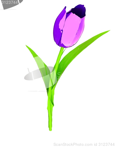 Image of Tulip flower
