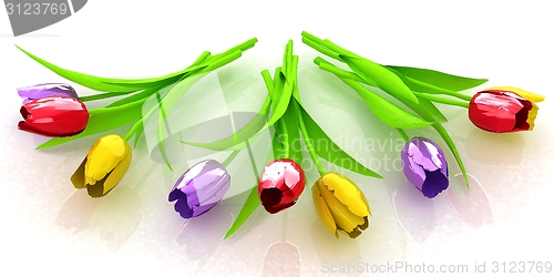 Image of Tulip flower