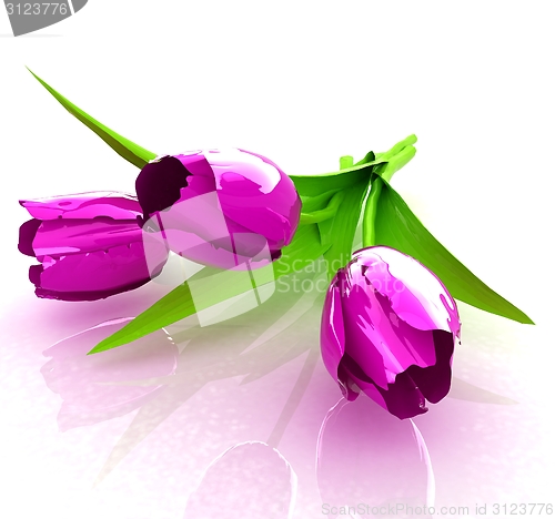 Image of Tulip flower