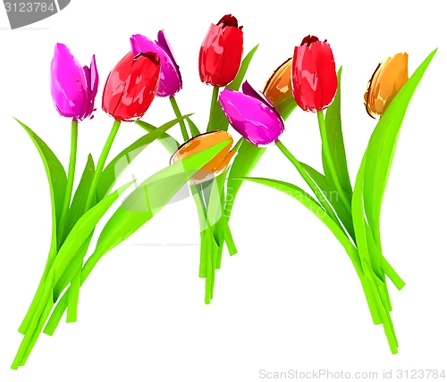 Image of Tulip flower